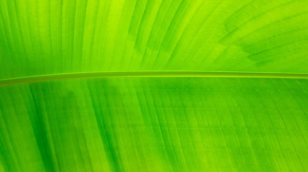 Grande Texture Feuille Banane Veinée Fond Vert Tropical Été Avec — Photo