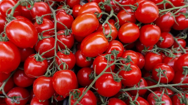 Tomates Cerises Sur Une Branche Fond Tomate Tomates Juteuses Mûres — Photo