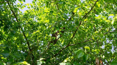 Arılar yeni bir arı ailesi oluşturmak için kovandan kaçtı. Arı yetiştiriciliği.