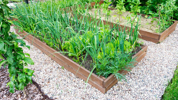 Raised wooden beds for growing vegetables according to the principles of organic farming. Handmade DIY beds with onions, garlic, lettuce and bell peppers mulched with mowed grass.