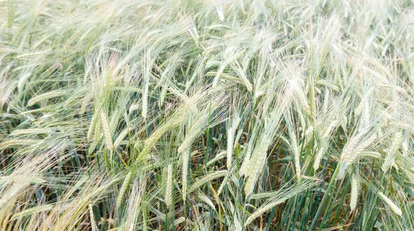 有機シリアルの熟成の分野 大麦麦芽の生産のための原材料 ベーキング小麦粉 Muesli シリアル 醸造用の大麦 — ストック写真