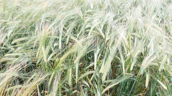 Campo Amadurecimento Cereais Orgânicos Matérias Primas Para Produção Malte Cevada — Fotografia de Stock