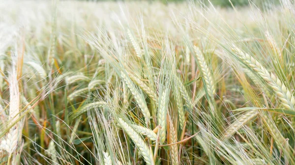 大麦の畑だ 大麦麦芽の生産のための原材料 小麦粉 ムズリーとお粥の生産のための熟成シリアル ベーキング ビール醸造のためのエコ製品の成長 — ストック写真