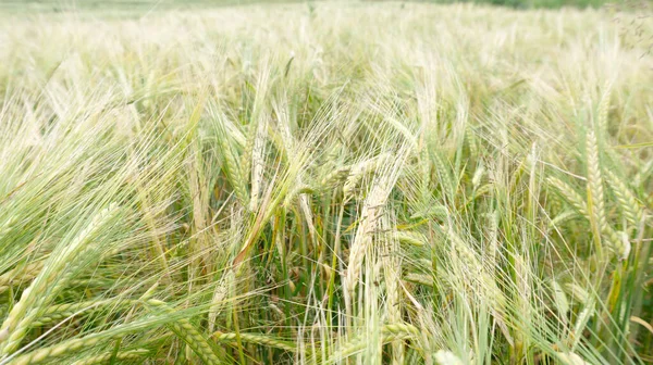 Pole Dojrzałe Zbóż Organicznych Produkcji Mąki Owsianki Musli Żywności Dla — Zdjęcie stockowe