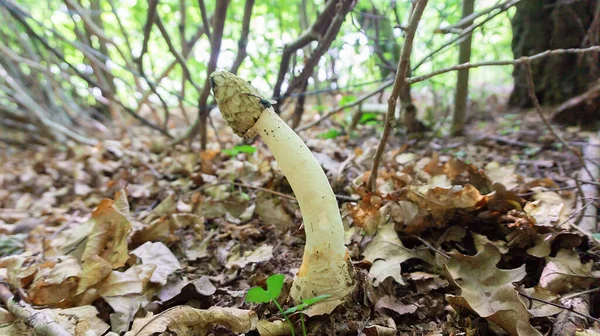 Raro Fungo Veselka Fallo Impudicus Cresce Nel Fondo Della Foresta — Foto Stock