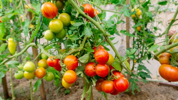 토마토가 가지에 있습니다 수확과 토마토 옥외에서 나무로 침대에 유기농 토마토를 — 스톡 사진