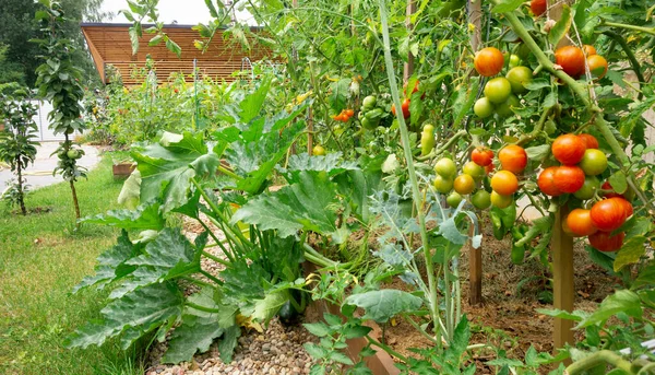 飼育Diy木製ベッドと野菜の庭 枝に赤いチェリートマトを熟す 個人の子会社の農場でオープンフィールドで有機野菜を栽培 ホームガーデンでズッキーニの植物 — ストック写真