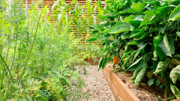 Garden raised wooden beds where organic vegetables such as bell peppers, carrots, dill, corn are grown. Garden landscape with raised vegetable beds in the vegetable garden of a country house. 