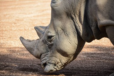 reinoceronte Ceratotherium simum simum