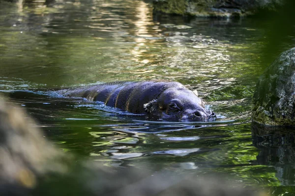 Hipopótamo Nadando Río — Foto de Stock