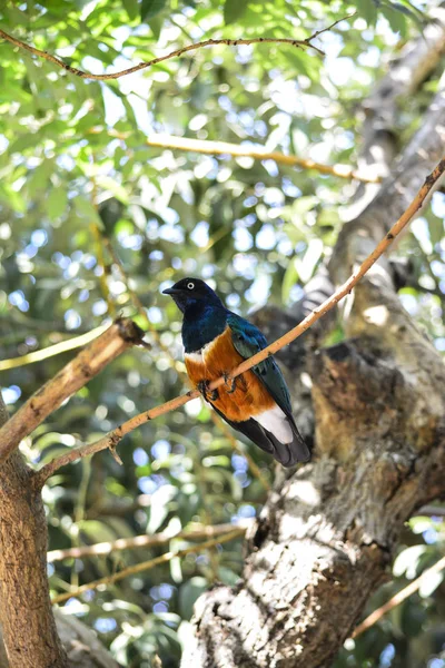 Lamprotornis Superbus Estornino Soberbio — Foto Stock