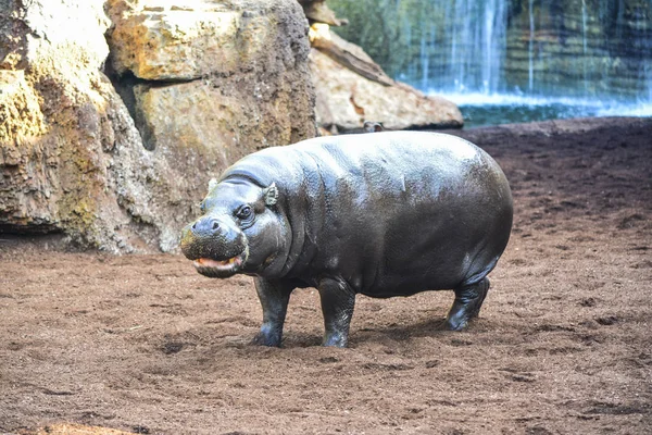 Jovem Hipopótamo Retrato Lago — Fotografia de Stock