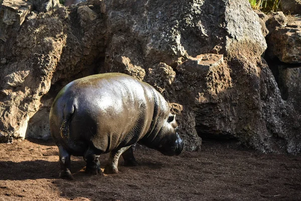 Joven Hipopótamo Retrato Nuevo — Foto de Stock