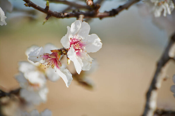 almond tree prunus dulcis in the morning in alicante spain