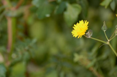 Karahindiba çiçek İspanya kadar kapatın