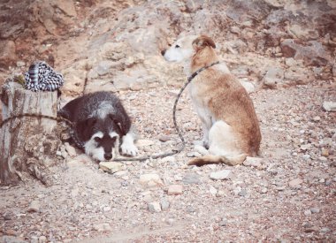 iki köpek sahiplerinin eski bir sandık bağlı bekliyor.
