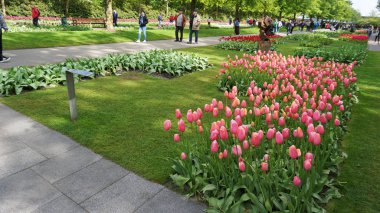 keukenhof,hollanda,hollanda;11/05/2019: Çarpıcı bahar manzarası, renkli taze lalelerle ünlü Keukenhof bahçesi, Hollanda, Avrupa