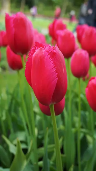 Keukenhof, Países Baixos, Holanda; 11 / 05 / 2019: Impressionante paisagem de primavera, famoso jardim Keukenhof com tulipas frescas coloridas, Holanda, Europa — Fotografia de Stock