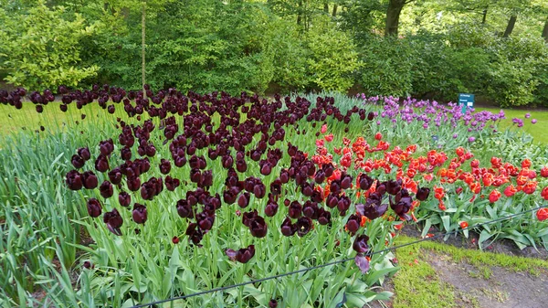 Keukenhof, Paesi Bassi, Olanda; 11 / 05 / 2019: Splendido paesaggio primaverile, famoso giardino Keukenhof con tulipani freschi colorati, Paesi Bassi, Europa — Foto Stock