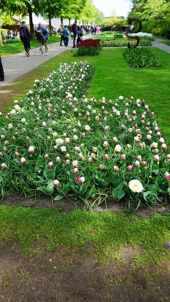 Keukenhof, Países Baixos, Holanda; 11 / 05 / 2019: Impressionante paisagem de primavera, famoso jardim Keukenhof com tulipas frescas coloridas, Holanda, Europa — Fotografia de Stock