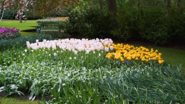 keukenhof,hollanda,hollanda;11/05/2019: Çarpıcı bahar manzarası, renkli taze lalelerle ünlü Keukenhof bahçesi, Hollanda, Avrupa