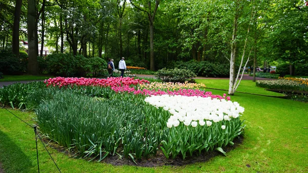 Keukenhof, Niderlandy, Holandia; 11/05/2019: oszałamiający wiosenny krajobraz, słynny ogród Keukenhof z kolorowymi świeżymi tulipany, Holandia, Europa — Zdjęcie stockowe