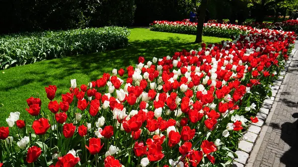 Keukenhof, Nizozemsko, Holandsko; 11/05/2019: úžasná Jarní krajina, slavná Keukenhof Garden s pestrým čerstvým tulipány, Nizozemsko, Evropa — Stock fotografie