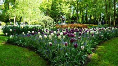 keukenhof,hollanda,hollanda;11/05/2019: Çarpıcı bahar manzarası, renkli taze lalelerle ünlü Keukenhof bahçesi, Hollanda, Avrupa