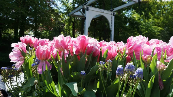 Keukenhof, Países Baixos, Holanda; 11 / 05 / 2019: Impressionante paisagem de primavera, famoso jardim Keukenhof com tulipas frescas coloridas, Holanda, Europa — Fotografia de Stock