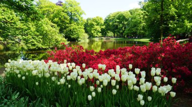 keukenhof,hollanda,hollanda;11/05/2019: Çarpıcı bahar manzarası, renkli taze lalelerle ünlü Keukenhof bahçesi, Hollanda, Avrupa