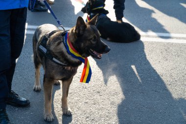 Romanya 'nın Alba Iulia kenti - 01.12.2018: Ulusal Gün geçit törenine katılan Romanya bayrağı takan K-9
