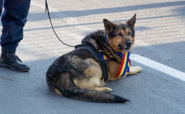 Alba Iulia, Romanya - 01.12.2018: Alba Iulia 'daki Ulusal Bayram öncesinde köpek dinleniyor