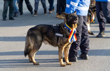 Alba Iulia, Romanya - 01.12.2018: Geçit törenine katılmak için polis köpeği bekliyor