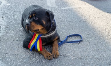 Alba Iulia, Romanya - 01.12.2018: Boynunda Romanya bayrağı olan Rottweiler
