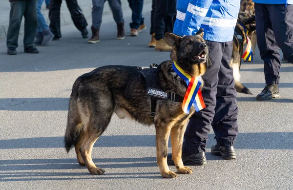 Alba Iulia Rumänien 2018 Polizeihund Wartet Auf Teilnahme Der Parade lizenzfreie Stockfotos