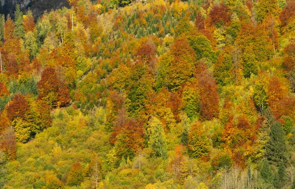 Floresta Mista Colorida Nos Alpes — Fotografia de Stock
