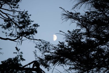 Ağaç dallarının arasından görünen yarım ay