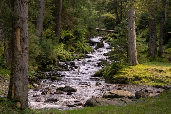 Belo Riacho Que Atravessa Uma Floresta Alpina — Fotografia de Stock
