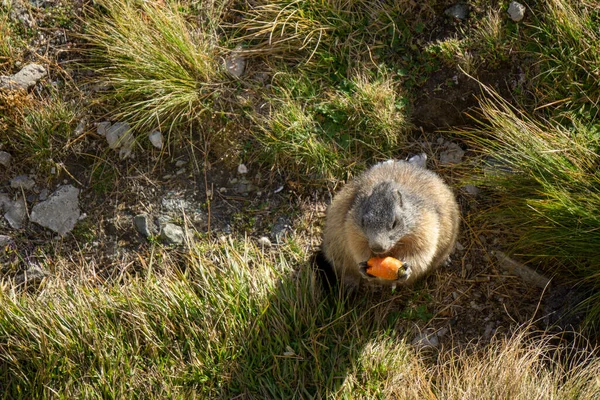 Marmota Comiendo Una Zanahoria Los Alpes Austríacos — Foto de Stock