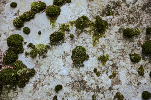 Vari colori di lichene e muschio su sfondo di pietra — Foto Stock