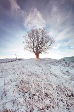 Gün doğumu kış meşedalları ile parlar