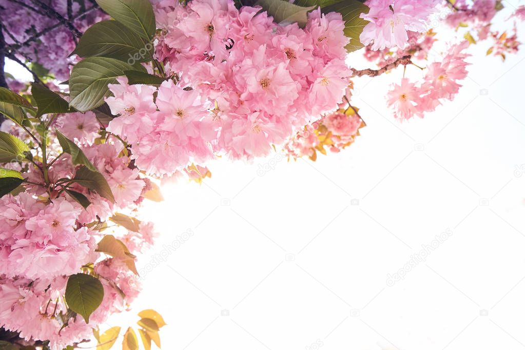 background of spring Blooming pink sacura tree