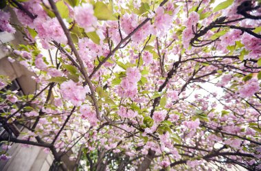 bahar açan pembe sacura güzel arka plan