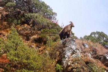 Himalaya tahr doğal yaşam alanı, Everest bölgesi