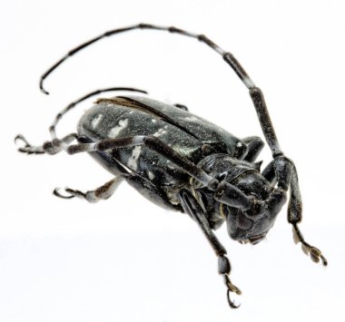 Yetişkin Asya Longhorned böceği, yıldızlı gökyüzü, ya da gökyüzü böcek ya da Alb, ya da Anoplophora glabripennis