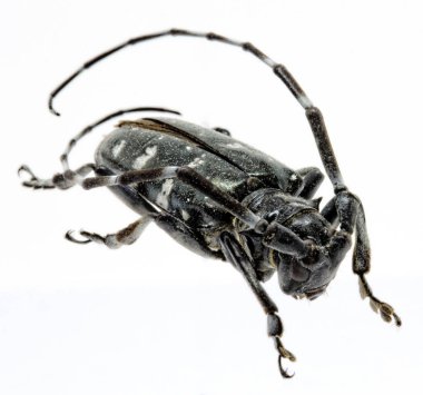 Adult Asian Longhorned Beetle, or starry sky, or sky beetle, or ALB, or Anoplophora glabripennis clipart