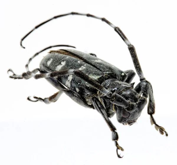 Yetişkin Asya Longhorned böceği, yıldızlı gökyüzü, ya da gökyüzü böcek ya da Alb, ya da Anoplophora glabripennis