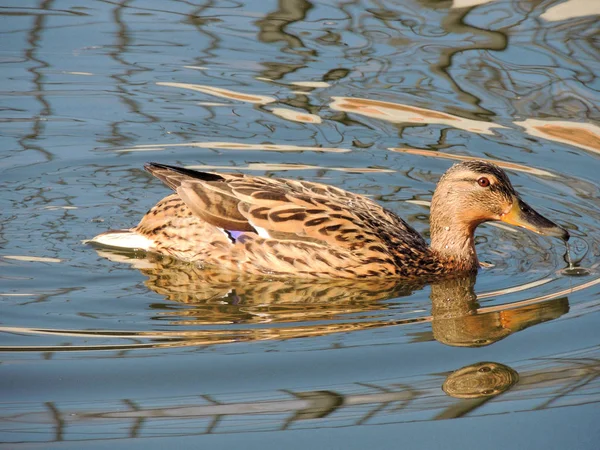 Pato Reais Pato Selvagem Que Flutua Massa Água — Fotografia de Stock