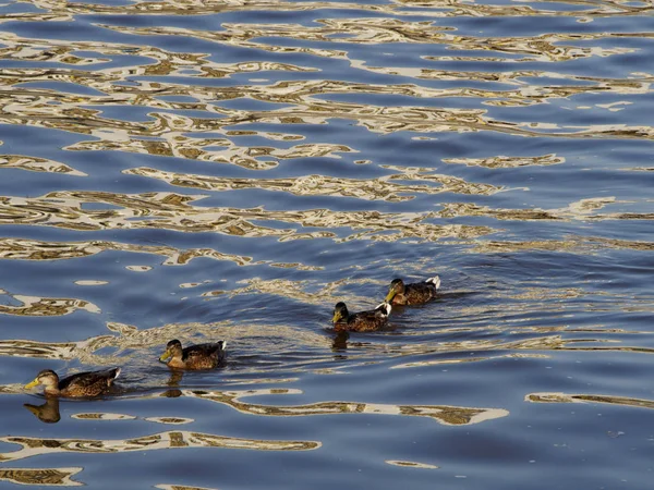 在河流的波浪上一个接一个地漂浮着的野鸭 或野鸭 — 图库照片