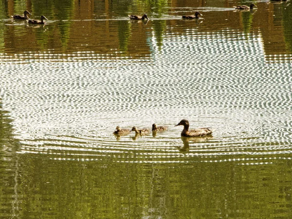 Duck Ducklings Floating Rippled Water Lak — Stock Photo, Image